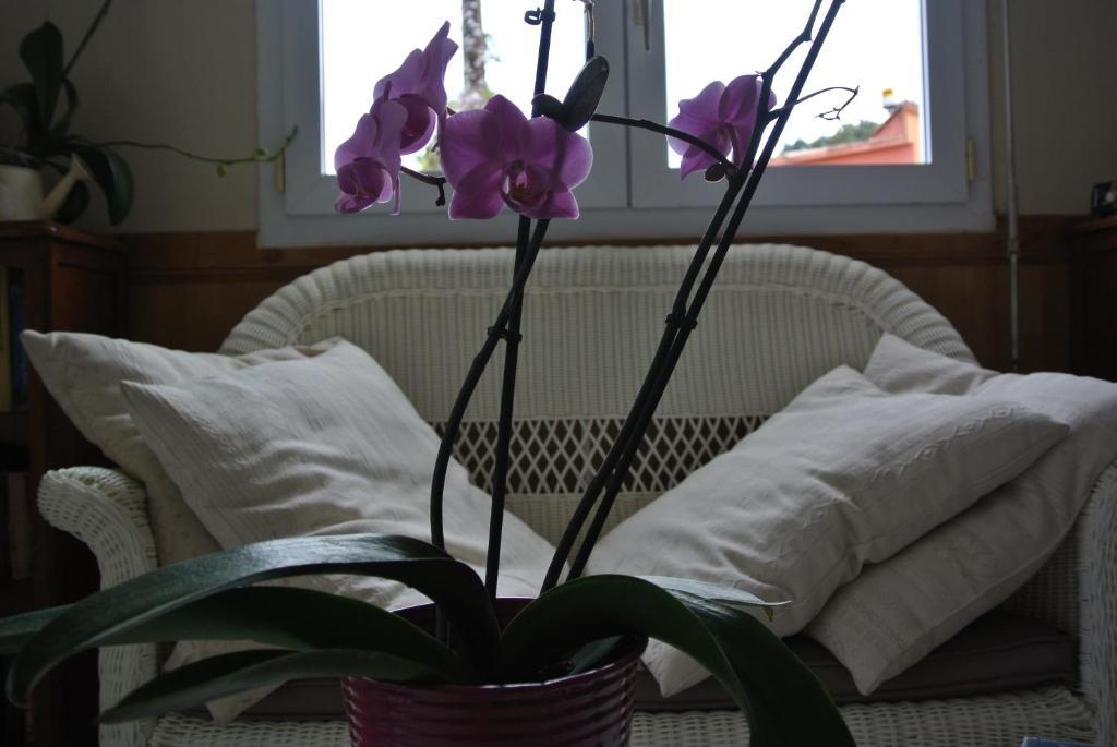 Hotel Residence San Pieru Tarcu Room photo